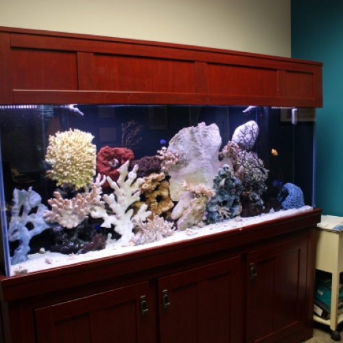seaclear aquarium website